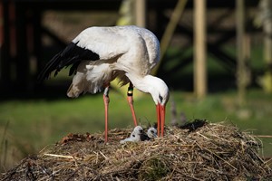 Conservation efforts in Sweden