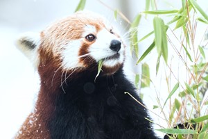 Global conservation efforts