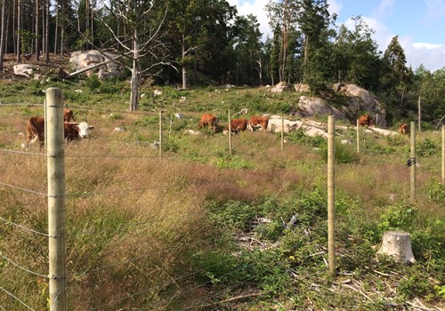 Bild Grazing cattle give biological diversity 