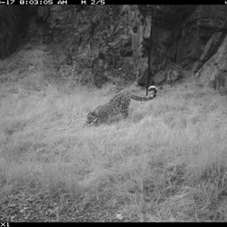 Bild: Snow Leopard Trusts kamerafälla