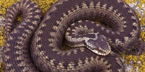 Adder