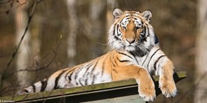 Amur tiger
