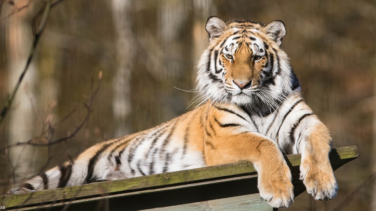 1200x560amurtiger senhöst.jpg