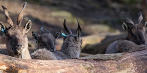 Tadjik markhor