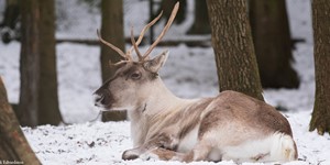 Reindeer