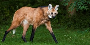 Maned wolf