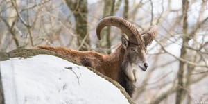 Urial