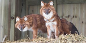 Dhole