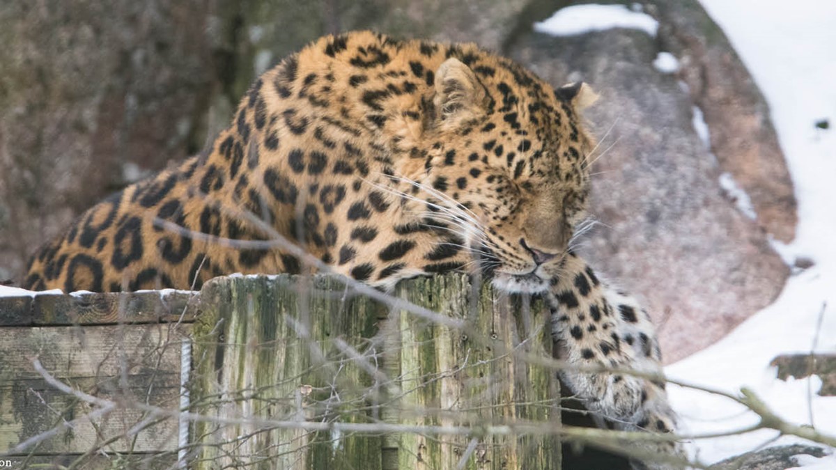 Amur leopard at Nordens Ark