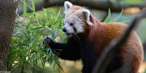 Red panda