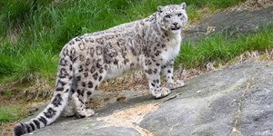 Snow leopard