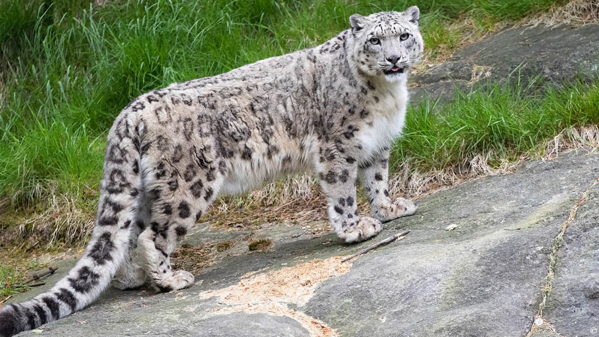 djurbilder1200x560snoleopard.jpg