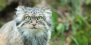 Pallas cat