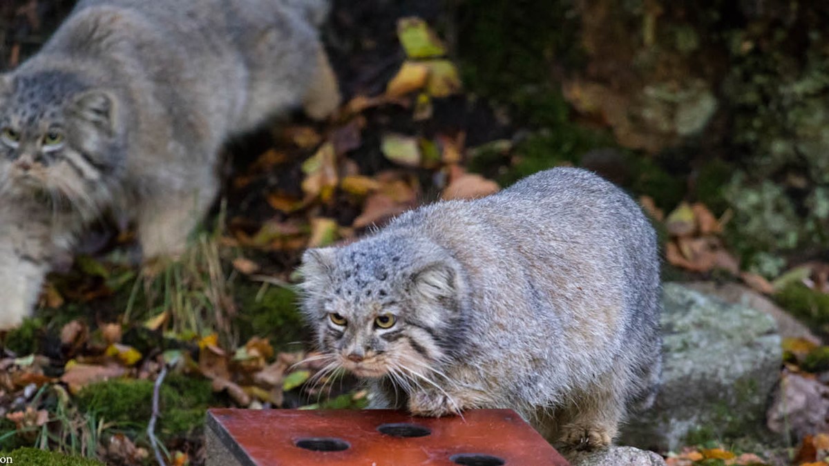 djurbilder1200x560pallaskatt3.jpg