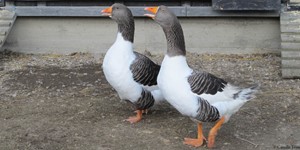 Öland goose