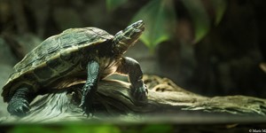 Vietnamese pond turtle