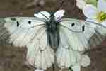 Clouded apollo butterfly