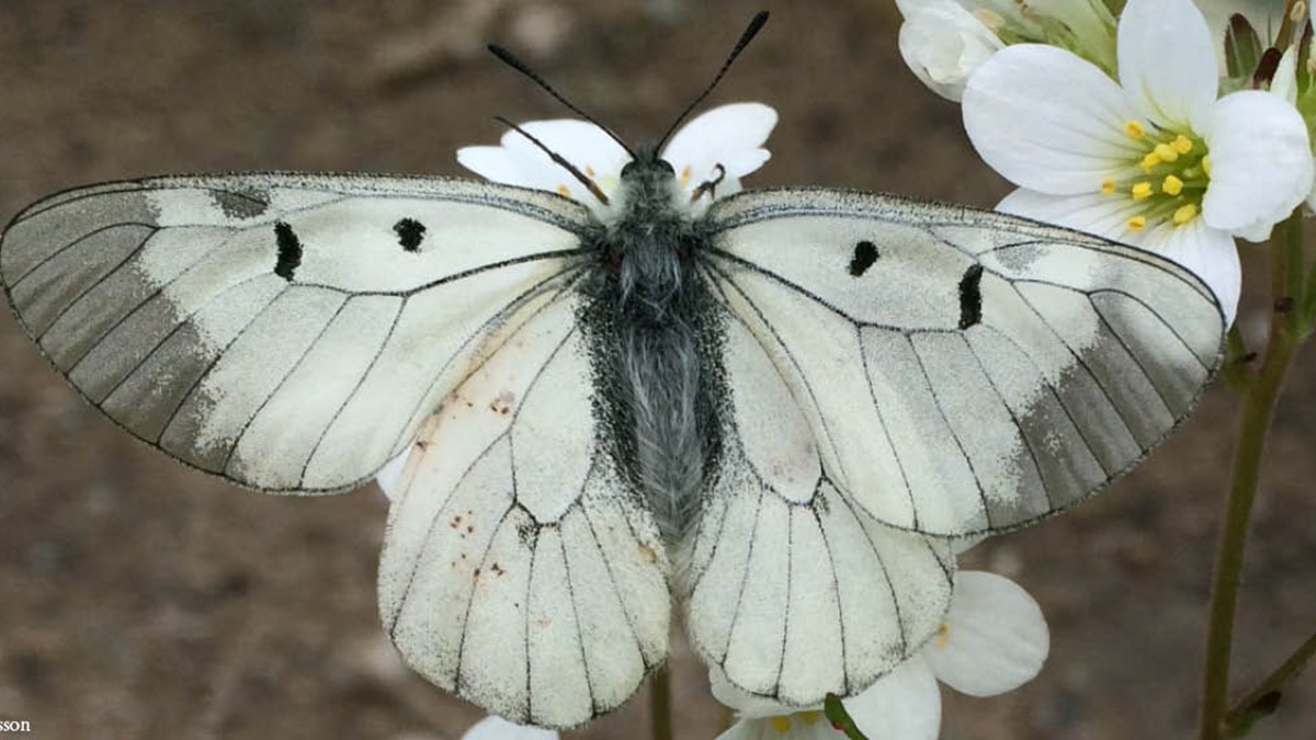 djurbilder1200x560 mnemosynefjäril.jpg