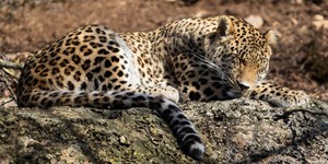 Persian leopard