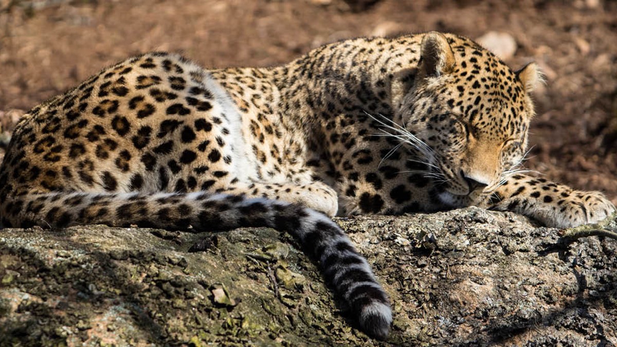 djurbilder1200x560persiskleopard1.jpg