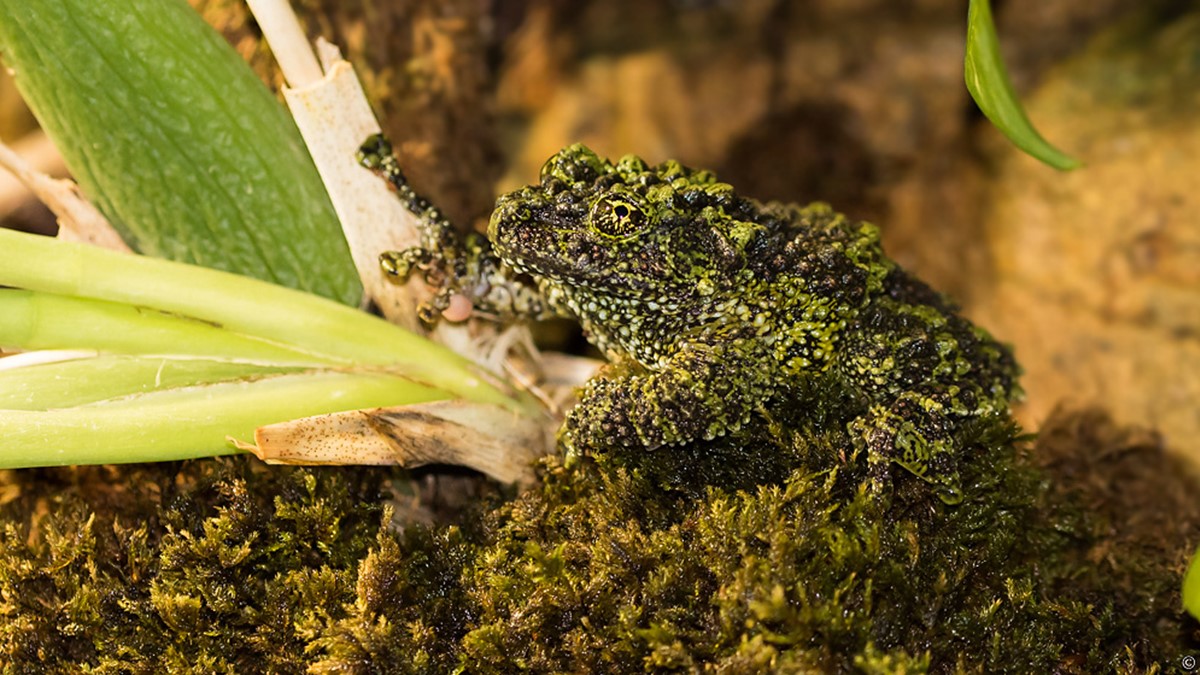 mossgroda_20180119_EE-1-web.jpg