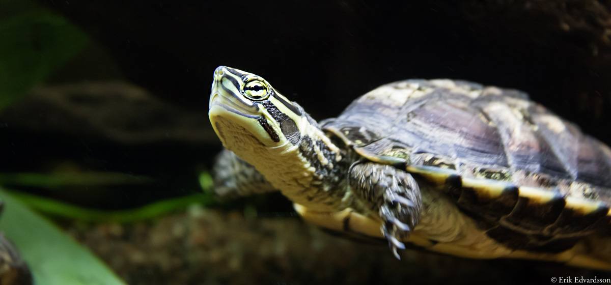 Vietnamese pond turtle