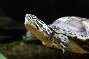 Vietnamese pond turtle