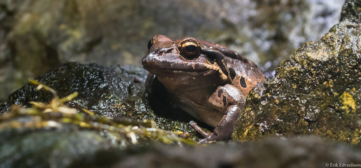Mountain chicken frog