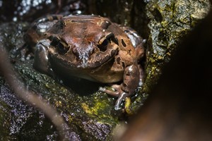 Mountain chicken frog