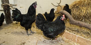The Swedish black hen