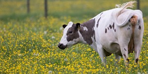 Swedish mountain cattle