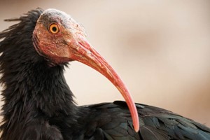 Northern bald ibis