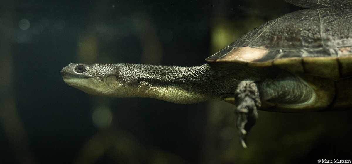 Roti Island snake-necked turtle