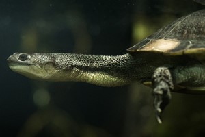 Roti Island snake-necked turtle