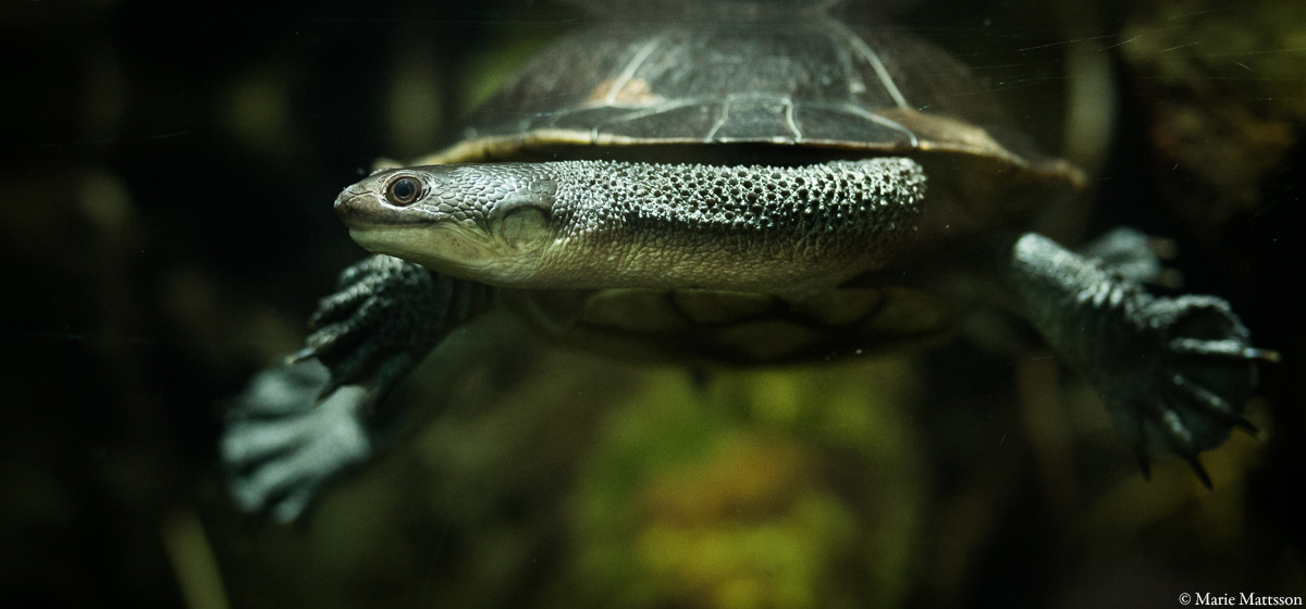 The board & management