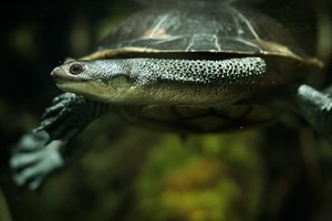 The board & management