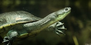 Roti Island snake-necked turtle