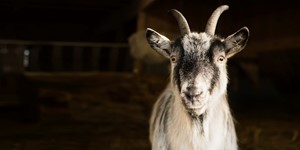 Jämtland goat