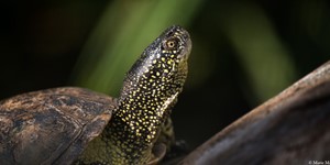 European pond turtle