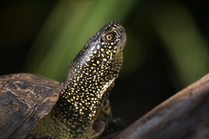European pond turtle