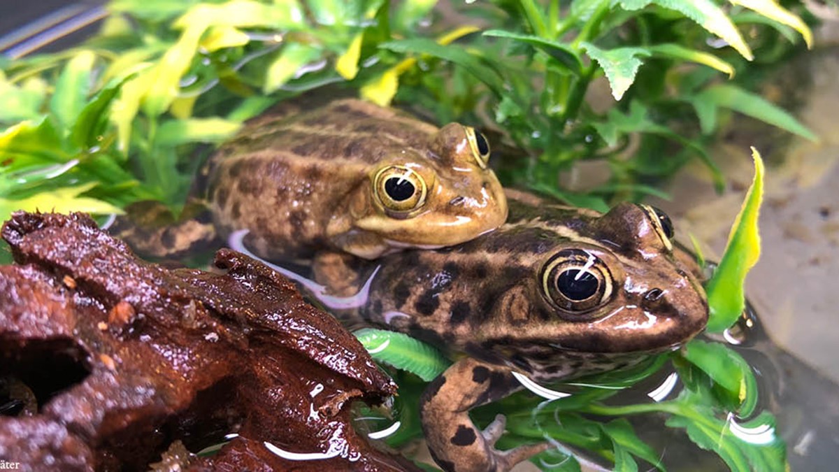 Pool frog
