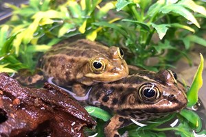 Other conservation efforts in Sweden