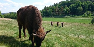European bison