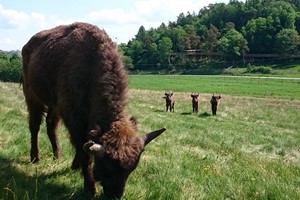 Governance & control