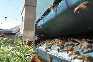 Meadows and pollinators