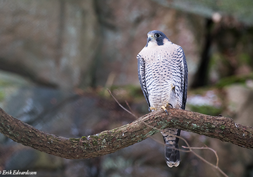 Bild Peregrine falcon - a success story