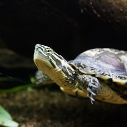 Vietnamesisk dammsköldpadda. Foto: Erik Edvardsson