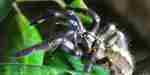 Gooty Sapphire Tarantula