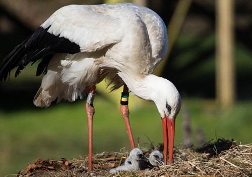 Bild A future for the white stork