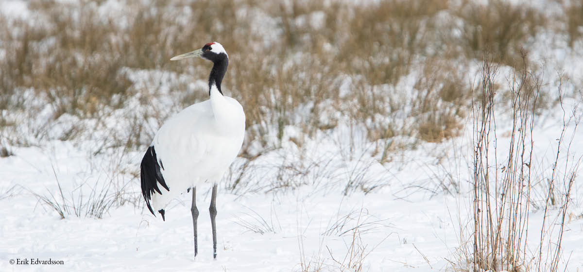 Red-crowned crane | Nordens Ark